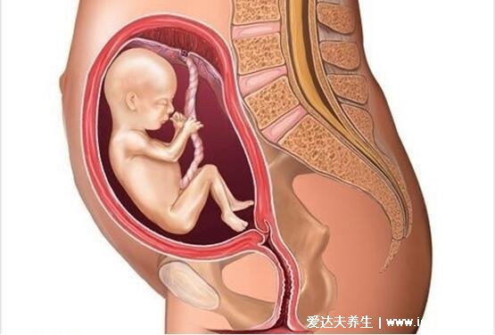 怀孕1一9月肚子变化图，3个月以后才会显肚子但胎儿一直都在变