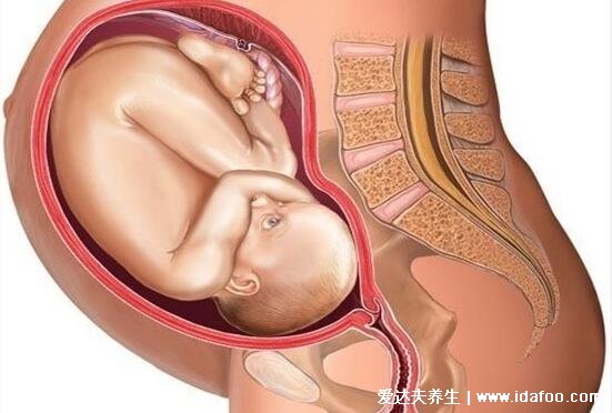 怀孕1一9月肚子变化图，3个月以后才会显肚子但胎儿一直都在变