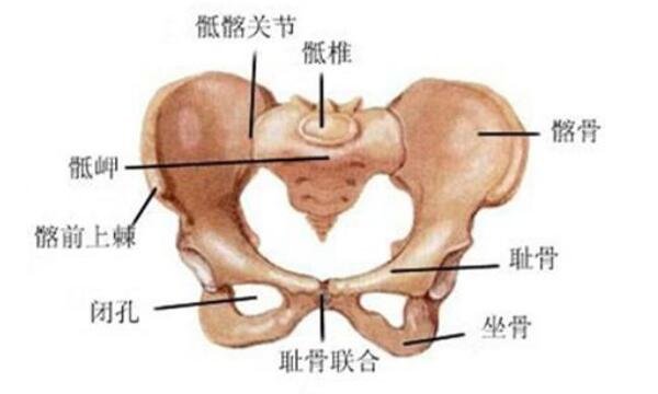 孕妇耻骨位置图，大腿跟内侧和小肚子交界处(缓解疼痛方法)