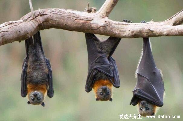 蝙蝠飞到家里是什么预兆，家里阴气太重昆虫多不是什么好事