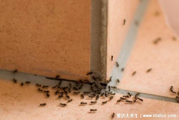 家里有蚂蚁怎么办能除根吗，教你找到蚂蚁窝然后一举消灭