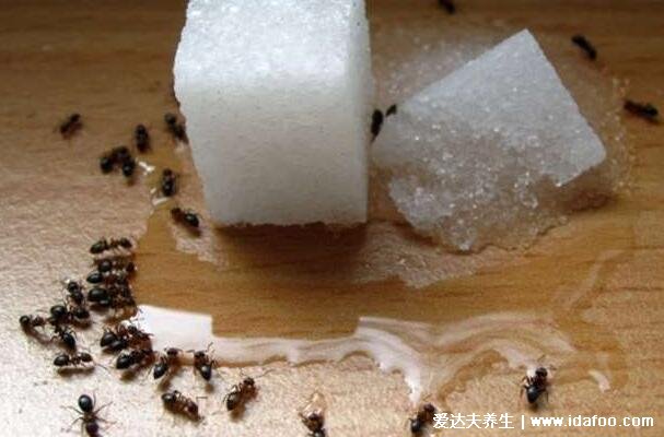 家里有蚂蚁怎么办能除根吗，教你找到蚂蚁窝然后一举消灭