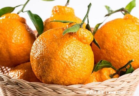 丑橘的功效与作用禁忌，开胃健脾/助消化/好吃不上火(图片)
