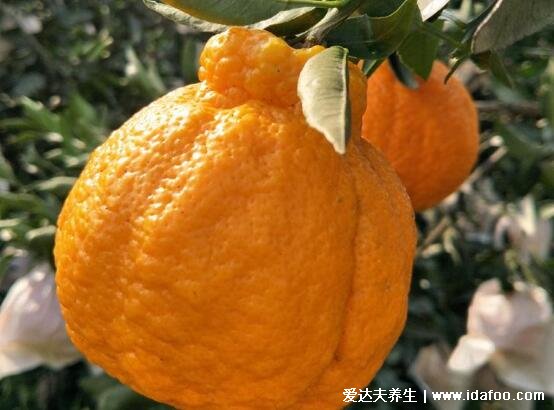 丑橘的功效与作用禁忌，开胃健脾/助消化/好吃不上火(图片)