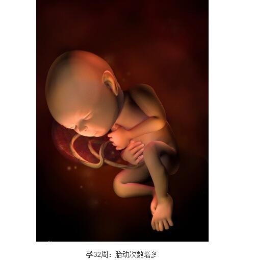 怀孕十月胎儿发育过程图，从胚胎着床到发育成熟的每周详情