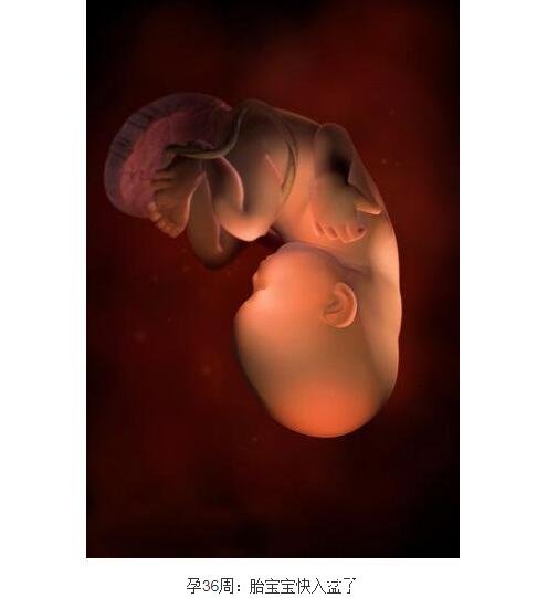 怀孕十月胎儿发育过程图，从胚胎着床到发育成熟的每周详情