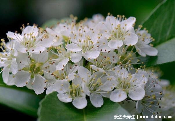 石楠花为什么叫最污花的味道，因其花香特特殊(像极碱性乳白体)
