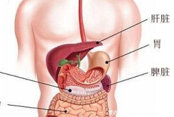 胃在哪个位置图，超详细胃的位置图解让你精准找到