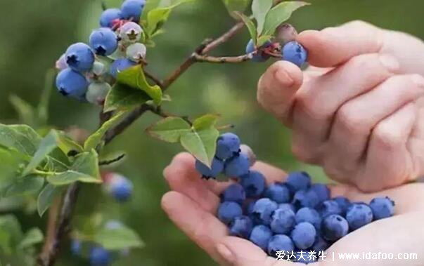 男人必知4大壮阳水果，桑葚/猕猴桃/荔枝/蓝莓(附壮阳食物)
