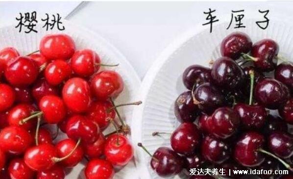 车厘子和樱桃有啥区别，同种水果但车厘子是进口的所以更贵