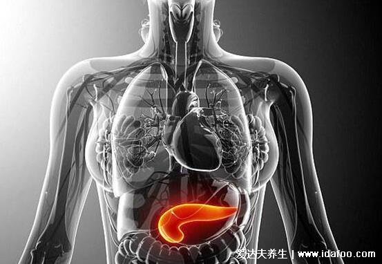 胰腺在人体的哪个部位图解，位于人体上腹部疼痛感会沿着致全身