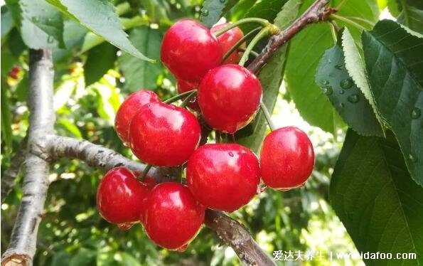 樱桃的营养价值与食用功效，不仅防治贫血还能美容养颜(三大禁忌)