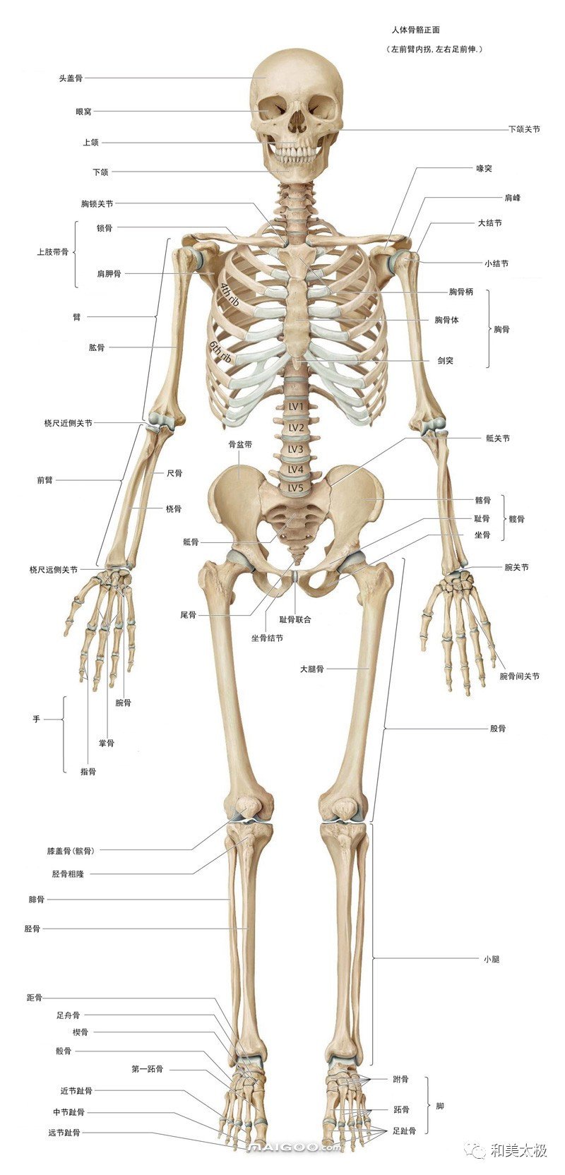 超详细人体骨骼结构图，206块骨头组成的人体骨架