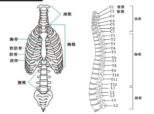 超详细人体骨骼结构图，206块骨头组成的人体骨架