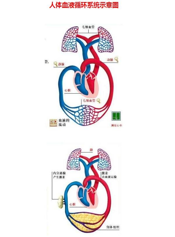 血液循环图简易示意图，体循环和肺循环构成的循环系统