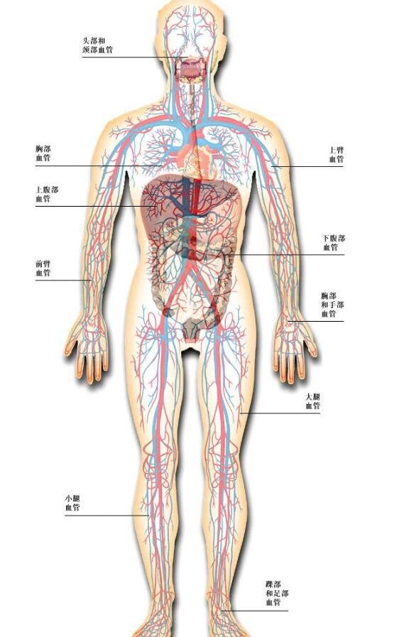 血液循环图简易示意图，体循环和肺循环构成的循环系统