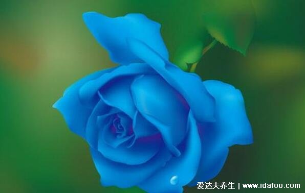 蓝色妖姬的花语是什么意思，不同数量的花朵代表什么含义(清纯的爱)