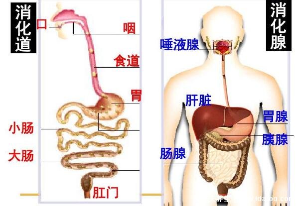 胰腺在人体的哪个部位图解，胃的后方右上腹腹腔中心(附胰腺疼痛位置图片)