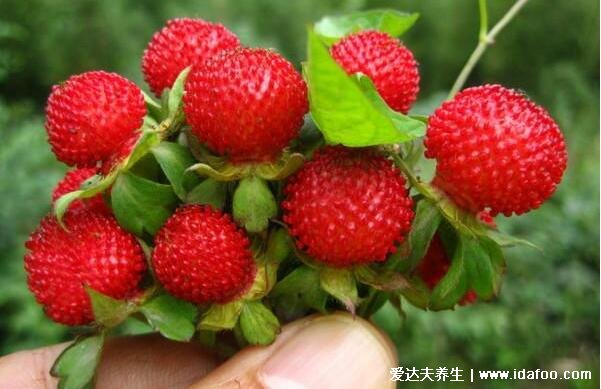 蛇莓的功效与作用，看清图片有微毒不要大量食用(3大功效)