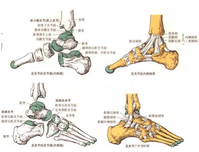 脚的结构图和名称，由骨骼/肌肉/血管/神经构成的重要器官