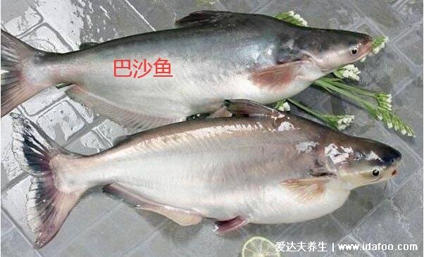 龙利鱼是什么鱼，巴沙鱼和龙利鱼的区别(图片)