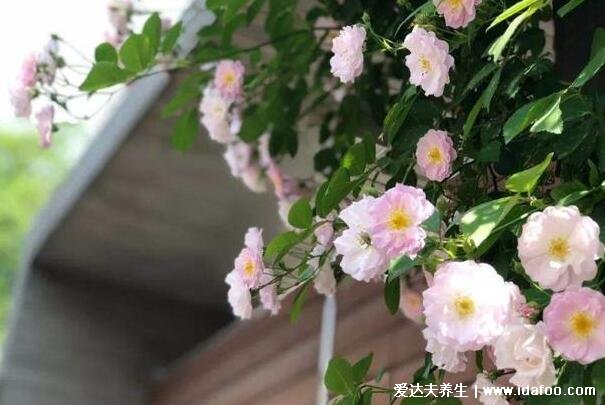 木香花为什么不能种，对光照有要求花香浓郁不适合室内养殖