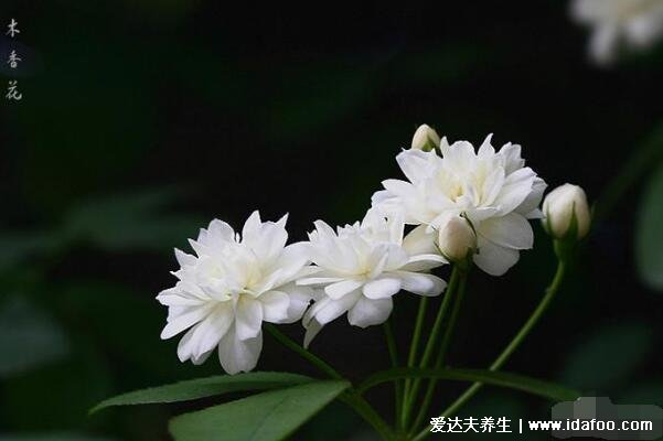 木香花为什么不能种，对光照有要求花香浓郁不适合室内养殖