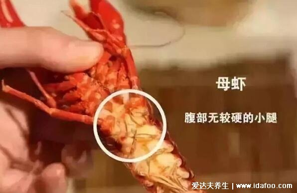 小龙虾头部里的黄是什么可以吃吗，是龙虾的肝胰腺少吃最好不吃