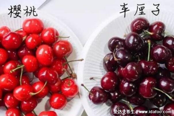 车厘子和樱桃是同一种水果吗，同种水果不过是国产和进口的区别