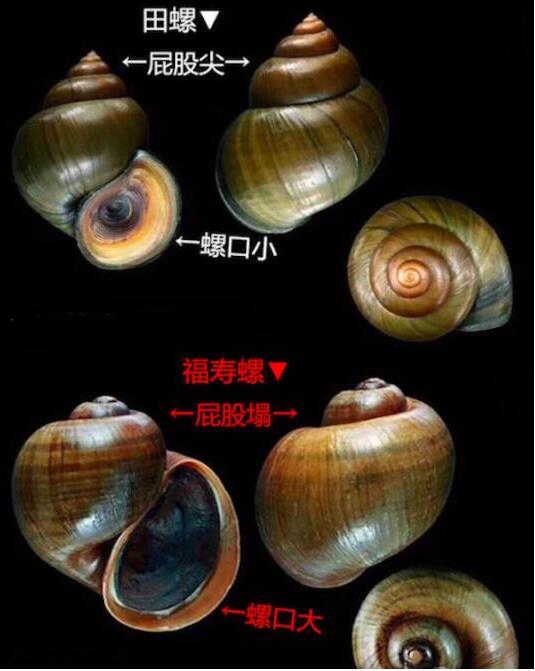 福寿螺和田螺的区别，田螺的屁股又尖又长/福寿螺的扁平稍短