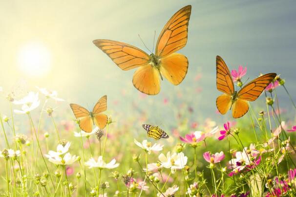 蝴蝶是益虫还是害虫，幼虫阶段是害虫/长成蝴蝶后是益虫
