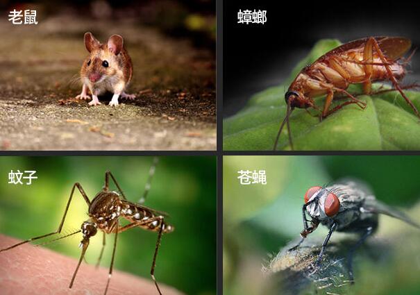 四害是指哪4种有什么害处，苍蝇/蚊子/老鼠/蟑螂(附根除法)
