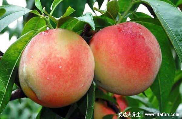 桃子的功效与作用营养，高钾低钠的水果能利尿消肿/补血益气