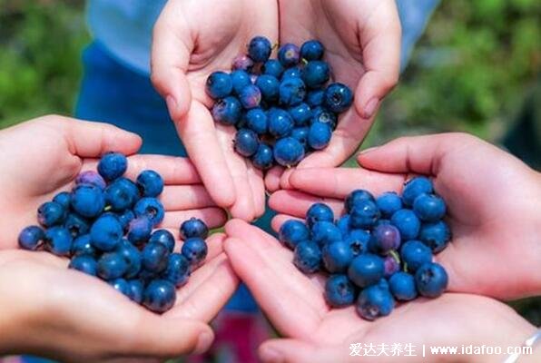 蓝莓一天吃多少为宜，10-20颗最佳附蓝莓的功效与作用禁忌
