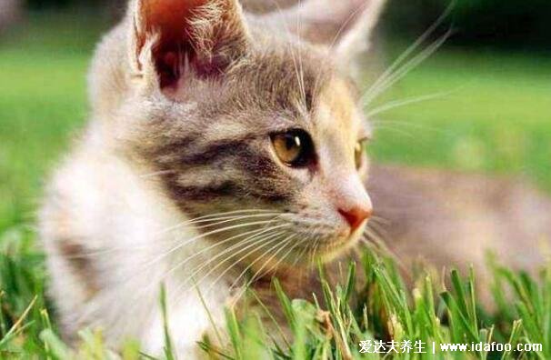 猫咪临死前的六个特殊征兆，生老病死也是猫之常情