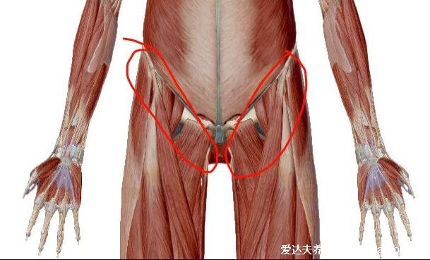 腹股沟在哪个位置图片，下半身最大的排毒系统多按摩有好处