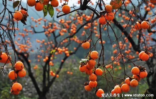 五种吉祥水果的寓意图片，橙子/柿子/甘蔗/苹果/红枣(心想事成)