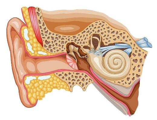 耳石症快速自愈方法，手法复位首选治愈方法（需专业医师）