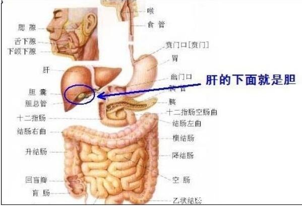 肝在身体哪个位置左边还是右边，肝区疼痛位置示意图片(右上腹肋骨)