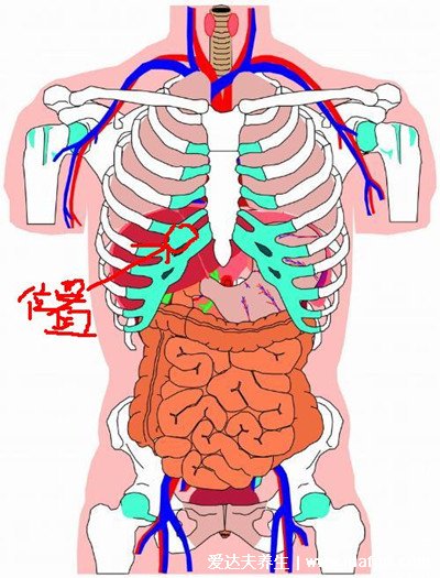 最直观的肝区疼痛位置图图片，女性肝区疼痛警惕肝胆疾病