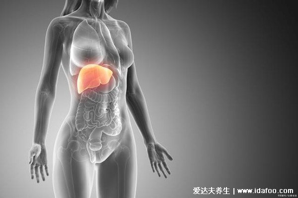 最直观的肝区疼痛位置图图片，女性肝区疼痛警惕肝胆疾病
