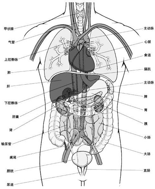 人体内脏器官位置分图布结构图，五脏对应金木水火土