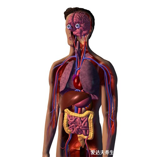人体内脏器官位置分图布结构图，五脏对应金木水火土