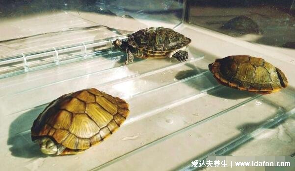 养龟为什么不能养双，一大一小两只龟在一起会受伤(附风水禁忌)
