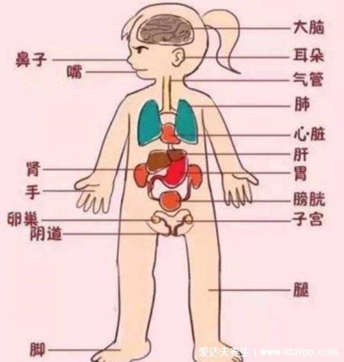 女性全身器官位置分图布，骨骼器官和淋巴器官最易忽视
