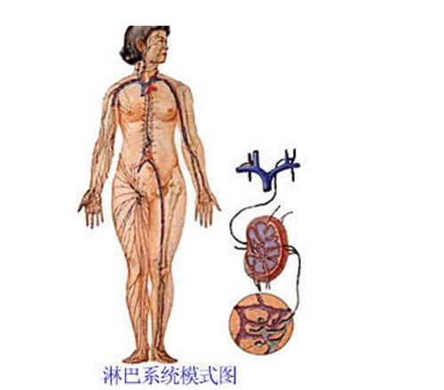 女性全身器官位置分图布，骨骼器官和淋巴器官最易忽视