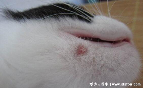 人得猫癣初期症状图片，像蚊子包一样的红斑边缘有一圈脱屑瘙痒