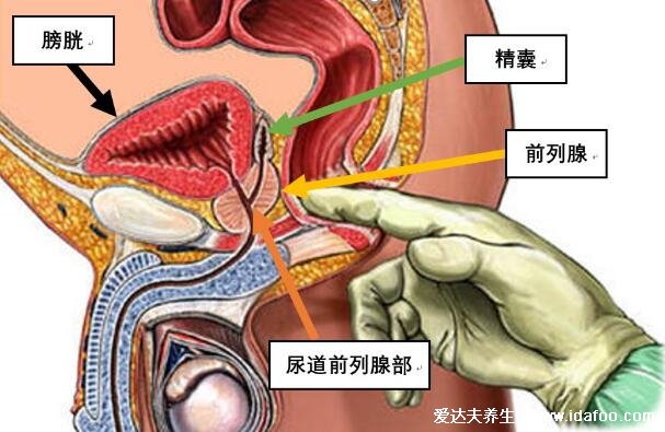 前列腺位置图在哪里图片，前列腺结构图及自已按摩手法