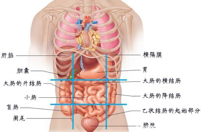 腹部疼痛9位置图，9个不同部位代表不同疾病(腹部九分法)