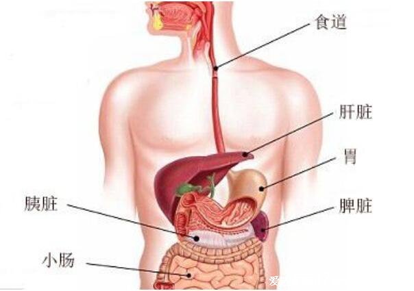 胃疼和肝疼对照图片，胃在左上腹部/肝大部位在右上腹